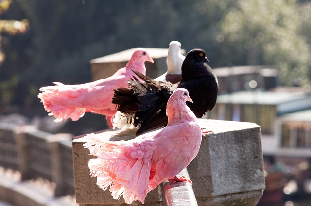 面上是调侃 面上是调侃